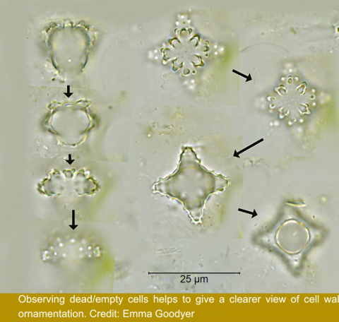 Image of empty desmid cells viewed under microscope