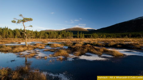 Landscape of bog pools and single tree with a scattering of snow on the ground