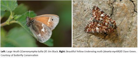 Large heath butterfly and yellow underwing moth