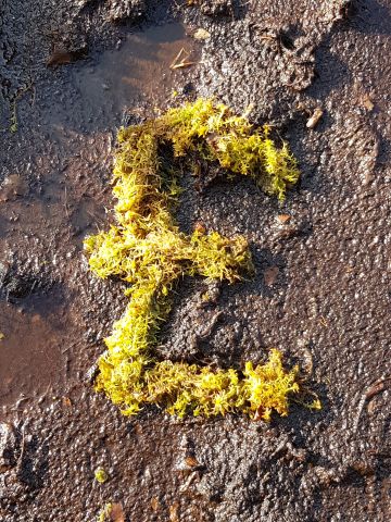 Pound sign made of Sphagnum