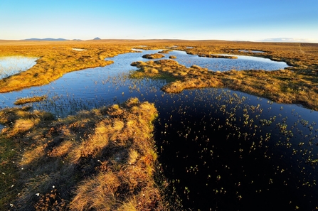 A series of peatland pools amonst tufty vegetation with hill in the background