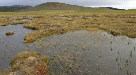 Mossy hummocks and bog pools at The Flows National Nature Reserve near Forsinard, Caithness.