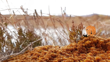Little Fergus from "Bog Tales - Little Fergus' Big Adventure" sitting on a mound of sphagnum moss looking out over a bog pool.