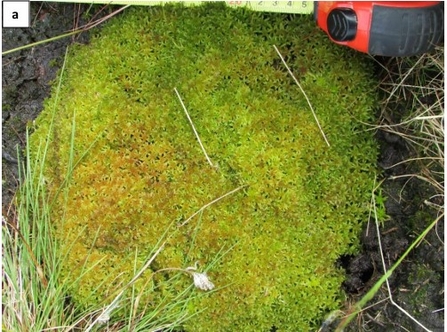 Single species monitoring. Sphagnum capifollium sample on Kinder Scout (a) 4 months after planting,