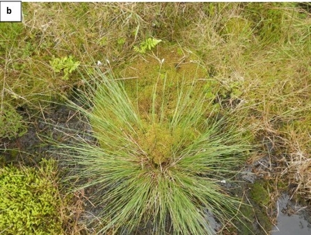 Single species monitoring. Sphagnum capifollium sample on Kinder Scout (b) 16 months after planting.
