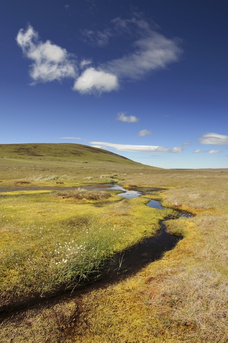 Peatland with mountains on background