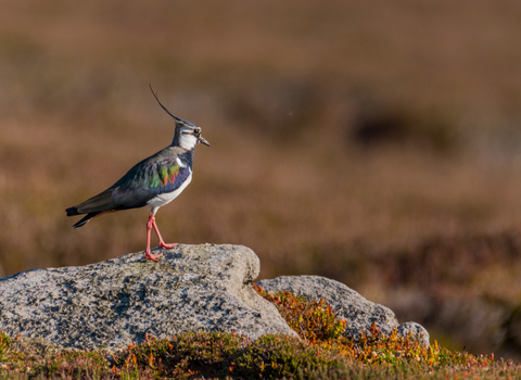 A lapwing stands to one side on a rock